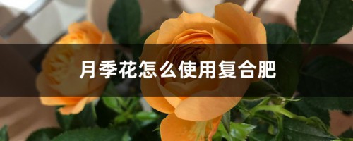 月季花怎么使用复合肥